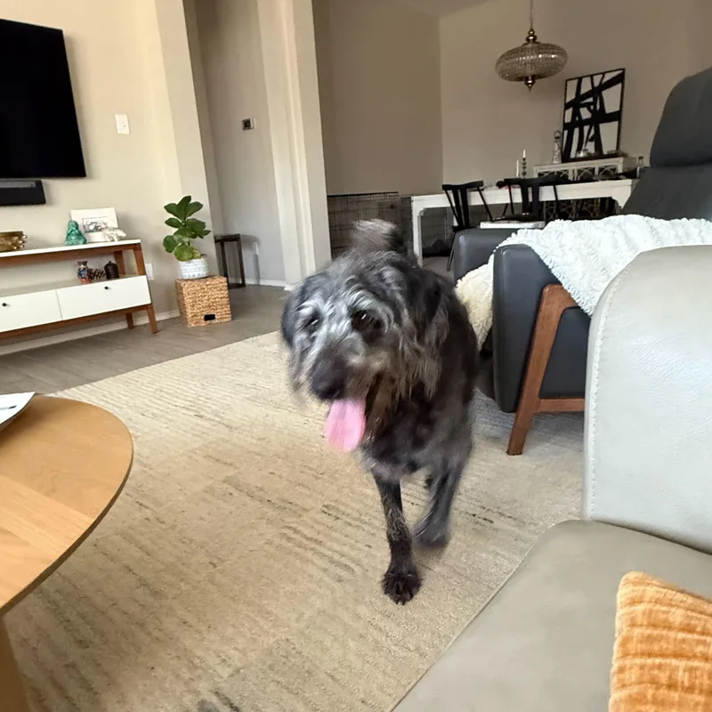 Trex & Luna thumbnail 3