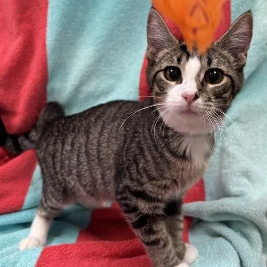 A baby small-sized female Brown / Chocolate Domestic Short Hair cat named Token for adoption in Hawthorne, CA