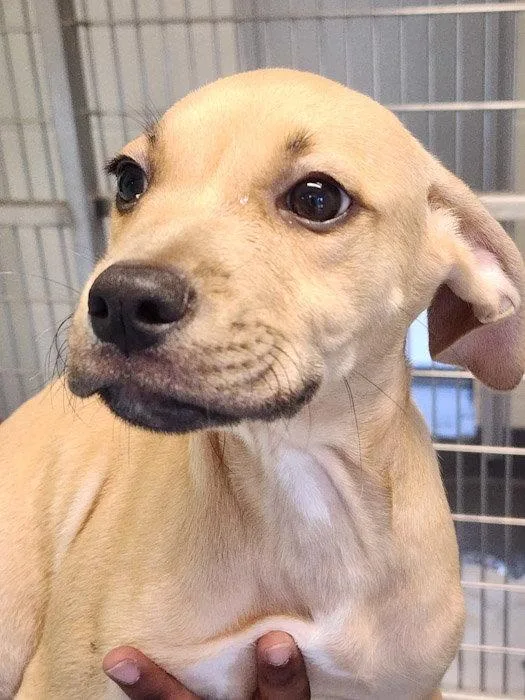 A young medium-sized male Terrier dog named Carrot for adoption in Hilton Head Island, SC