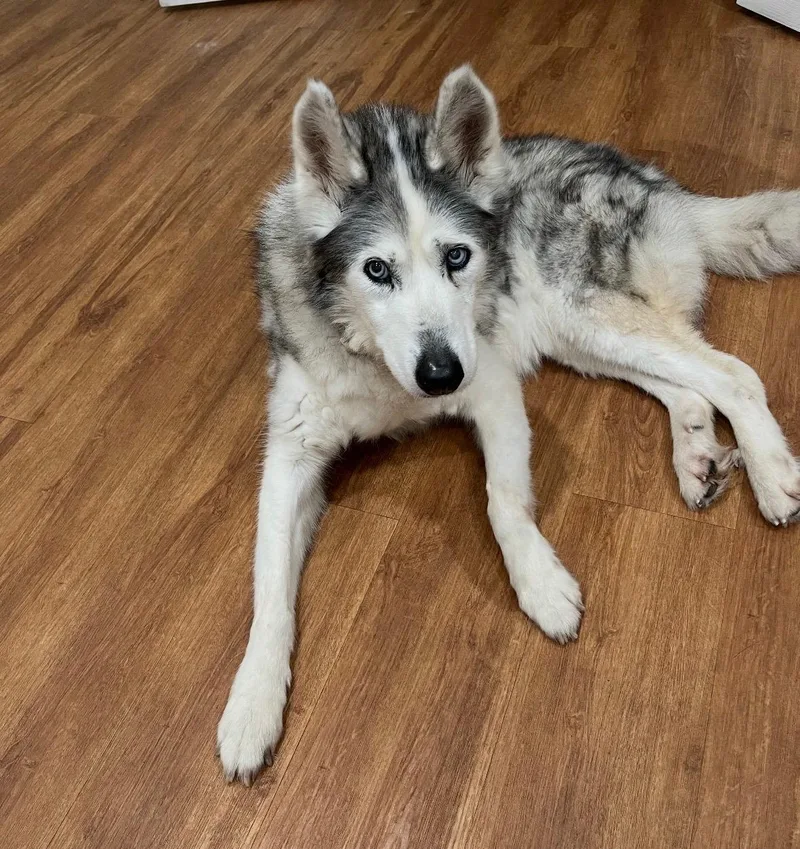 A senior medium-sized female Gray / Blue / Silver Husky dog named Portia for adoption in Houston, TX