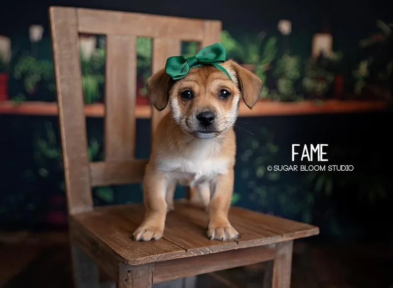A young small-sized female Tricolor (Brown, Black, & White) Chihuahua dog named Fame for adoption in Littleton, CO