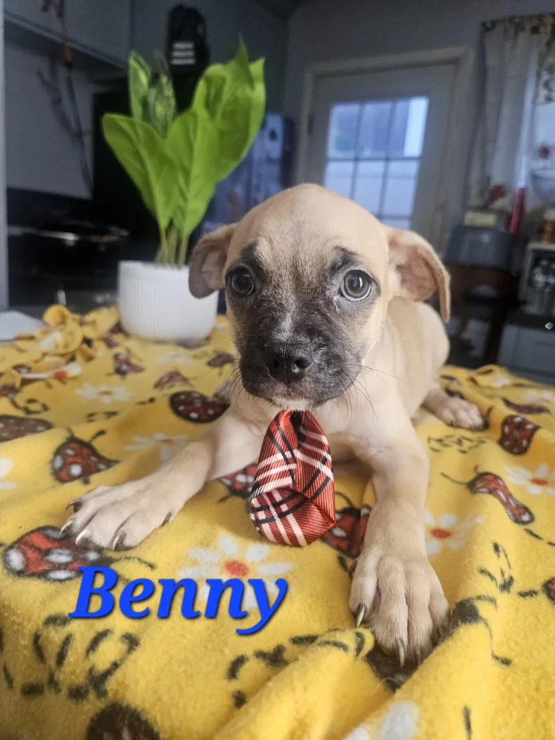 Benny thumbnail 3
