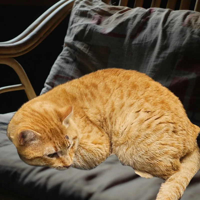 Orange Julius Mctabby