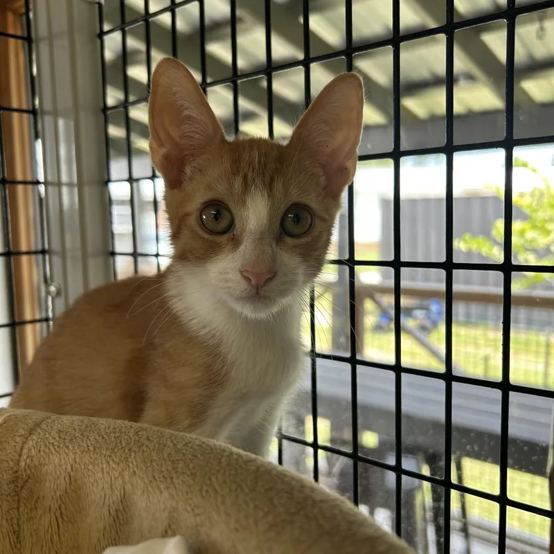 A young medium-sized male Orange / Red Domestic Short Hair cat named Liberty for adoption in Freeport, FL