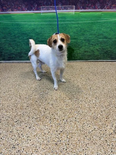 A young small-sized male Parson Russell Terrier dog named Hiroshi for adoption in Miami, FL