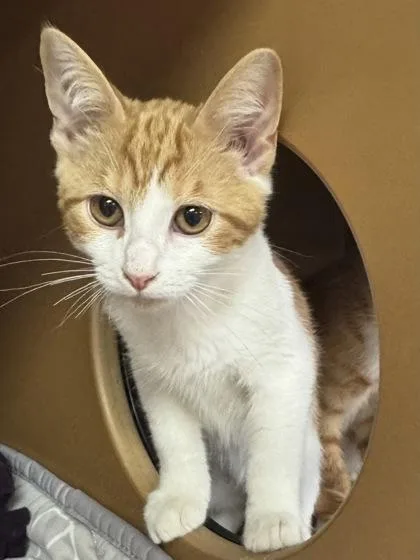 A baby small-sized male Domestic Short Hair cat named Captain America $ for adoption in Seneca, SC