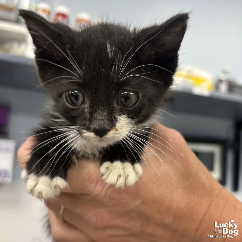 A baby medium-sized female Domestic Short Hair cat named Bay for adoption in Washington, DC