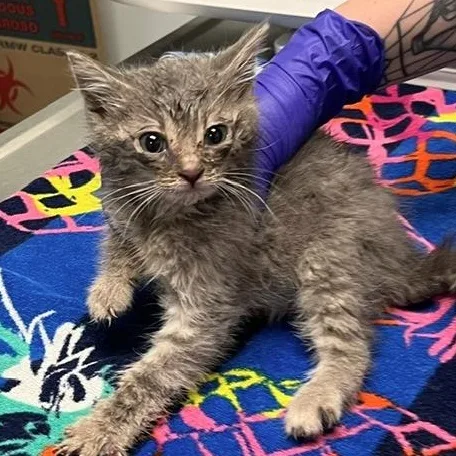 A baby small-sized male Gray & White Domestic Short Hair cat named Queequeg for adoption in North Haven, CT