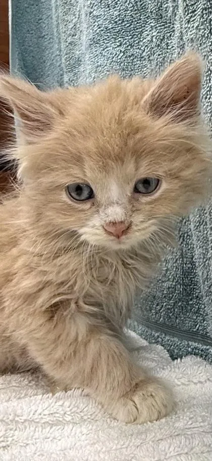 A baby small-sized male Domestic Long Hair cat named Bullet for adoption in Wilkesboro, NC