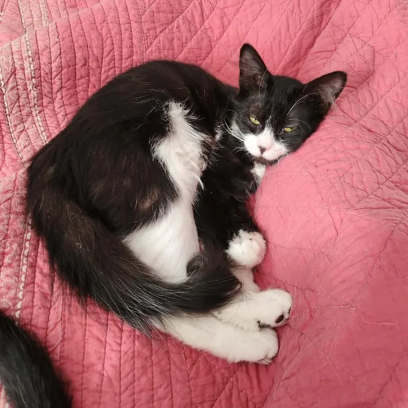 Holly Berry thumbnail 3