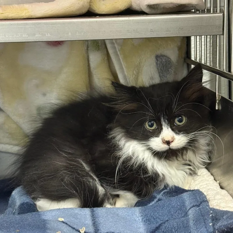 Holly Berry thumbnail 4