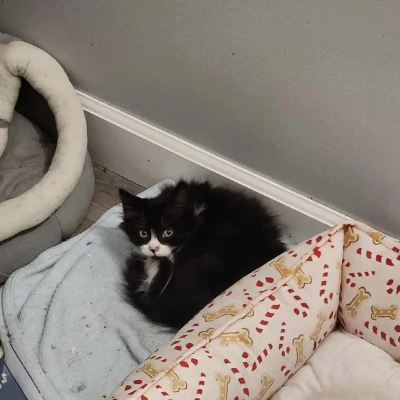 Holly Berry thumbnail 5