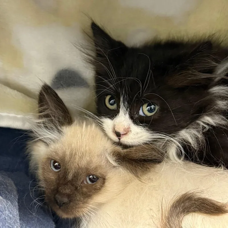 Holly Berry thumbnail 6