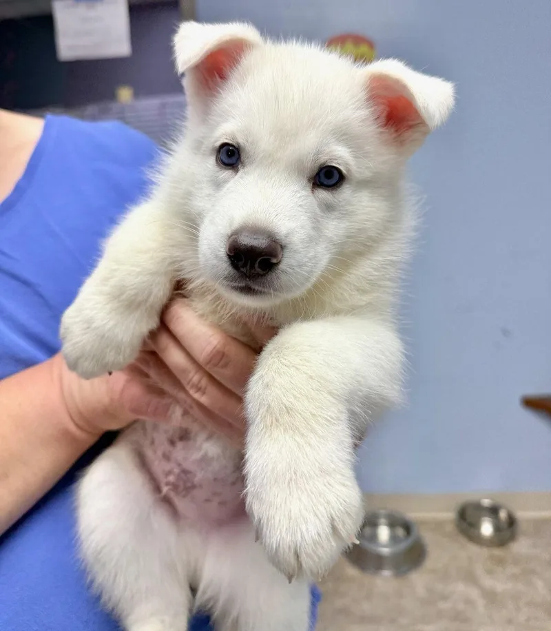 A baby medium-sized male Husky dog named Poe for adoption in GILBERTS, IL