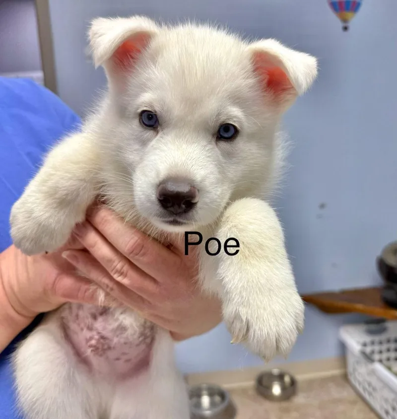 Poe thumbnail 2