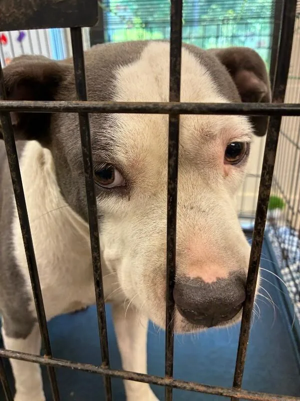 An adult medium-sized female Gray / Blue / Silver American Bulldog dog named Bailey for adoption in Mobile, AL