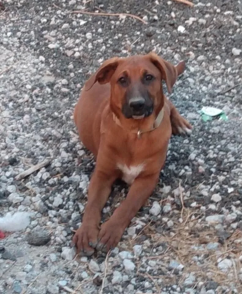 A baby large-sized male German Shepherd Dog dog named King for adoption in Anza, CA