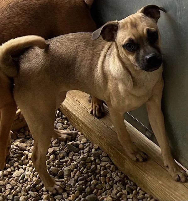 A young medium-sized female Chihuahua dog named Tracey  Months for adoption in Sterling, MA