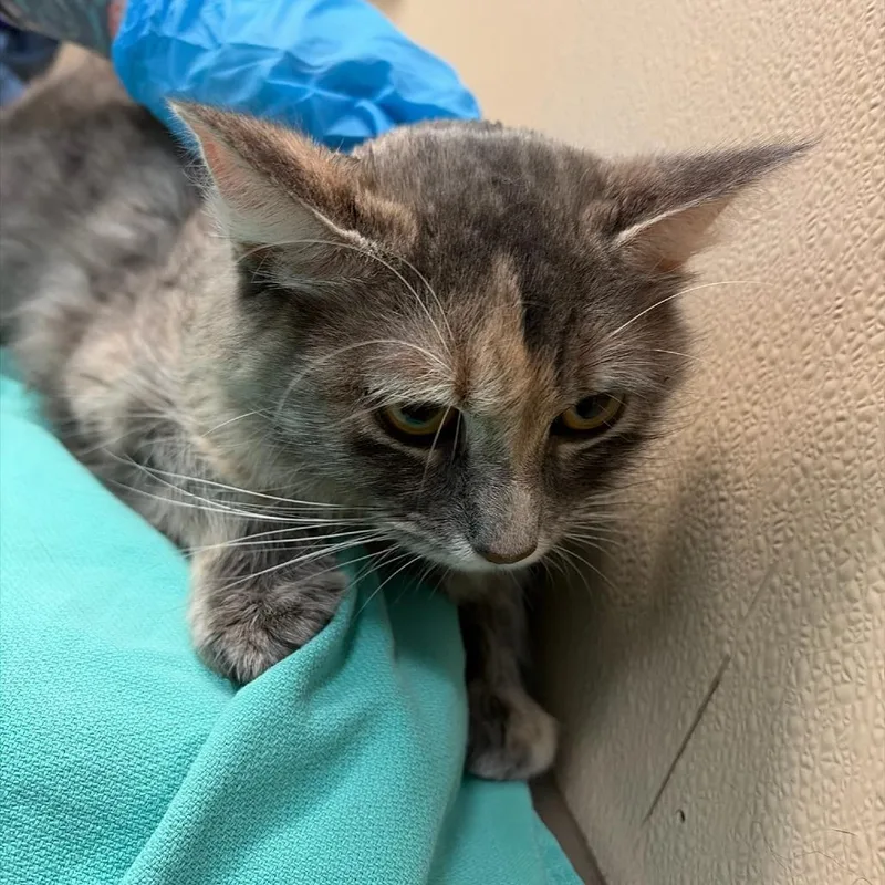 An adult medium-sized female Domestic Long Hair cat named Crux for adoption in Tacoma, WA