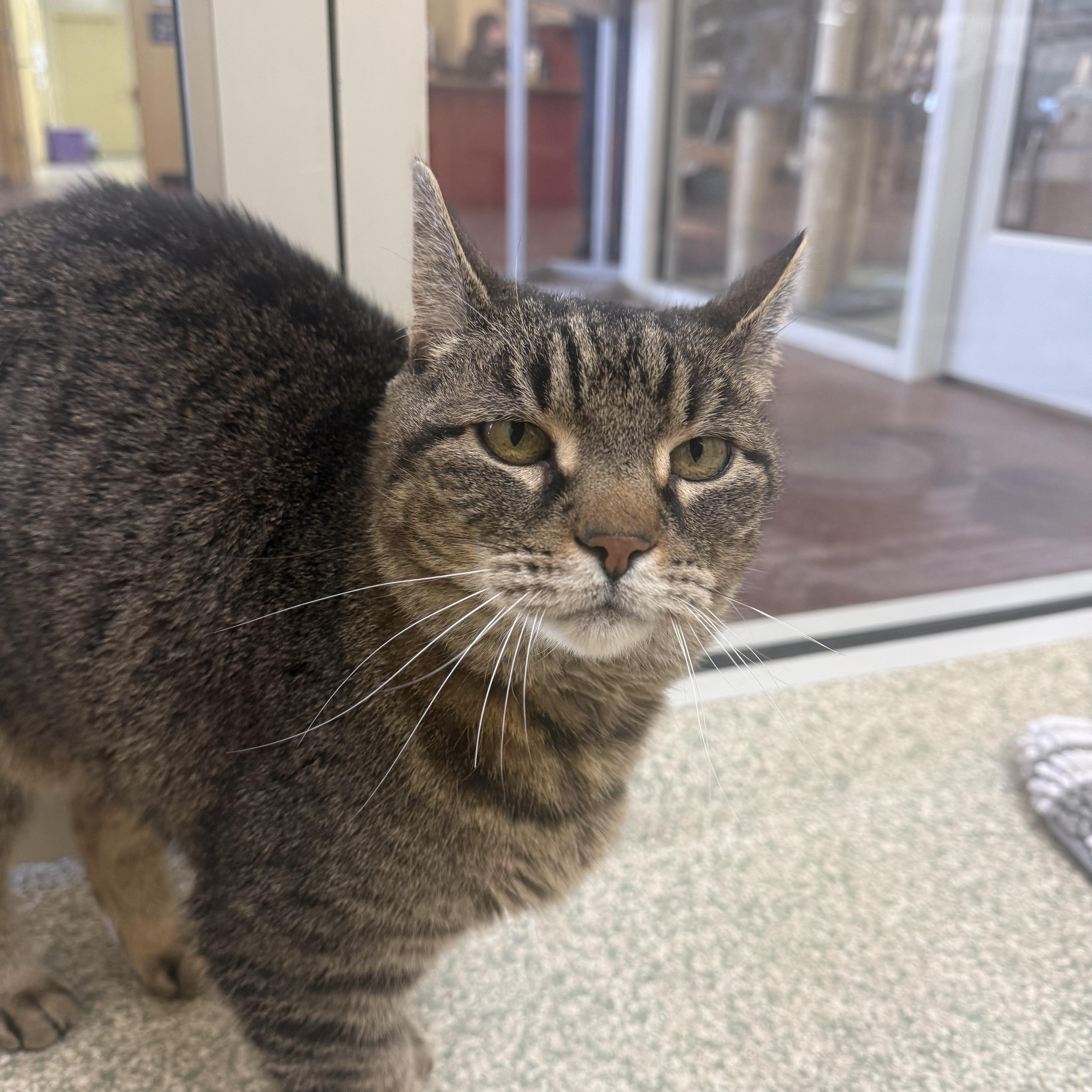 An adult medium-sized male Domestic Short Hair cat named Timber for adoption in Brownsville, VT