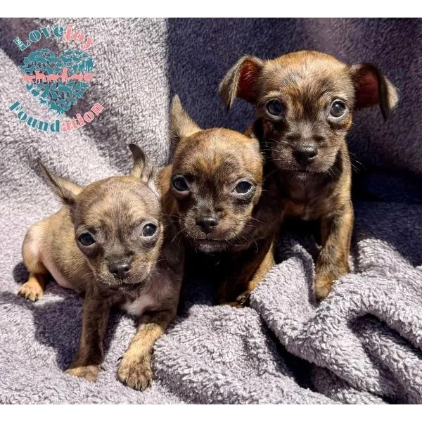 A baby small-sized male Brindle Chorkie dog named Valentine Litter for adoption in Inglewood, CA