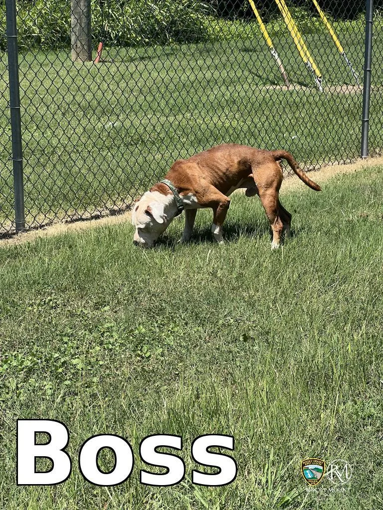 A senior medium-sized male Pit Bull Terrier dog named Boss for adoption in Rocky Mount, NC
