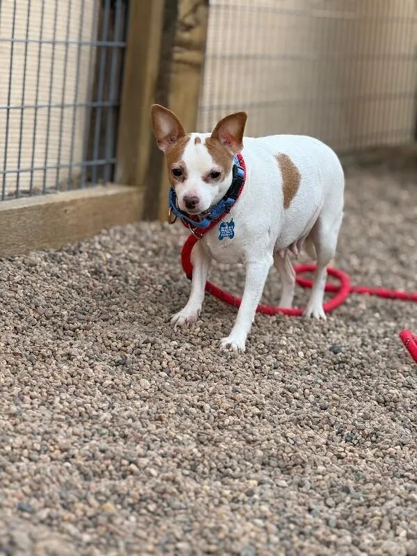 Claret Cup Cactus thumbnail 2