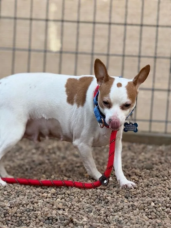 Claret Cup Cactus thumbnail 3