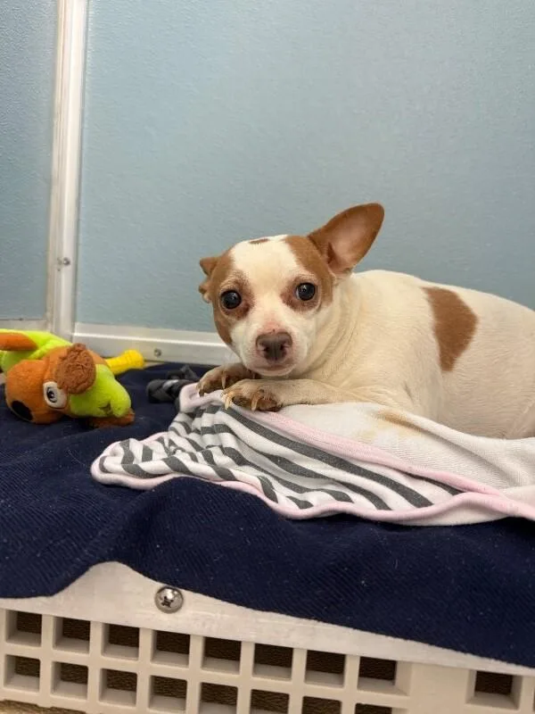 Claret Cup Cactus thumbnail 4