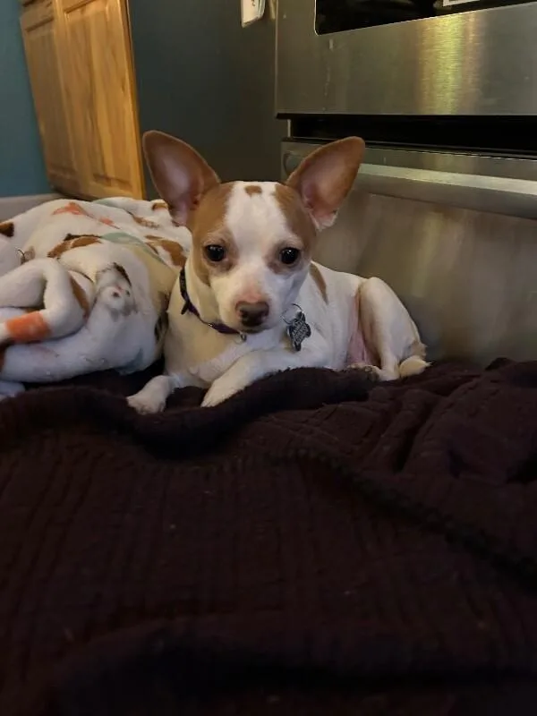 Claret Cup Cactus thumbnail 5