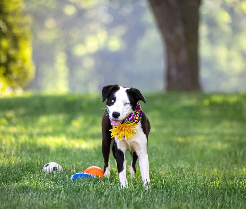 A young medium-sized female Collie dog named Zoey for adoption in Coatesville, PA