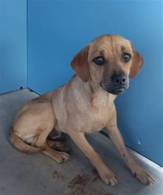 A young small-sized male Chihuahua dog named Courage for adoption in San Bernardino, CA