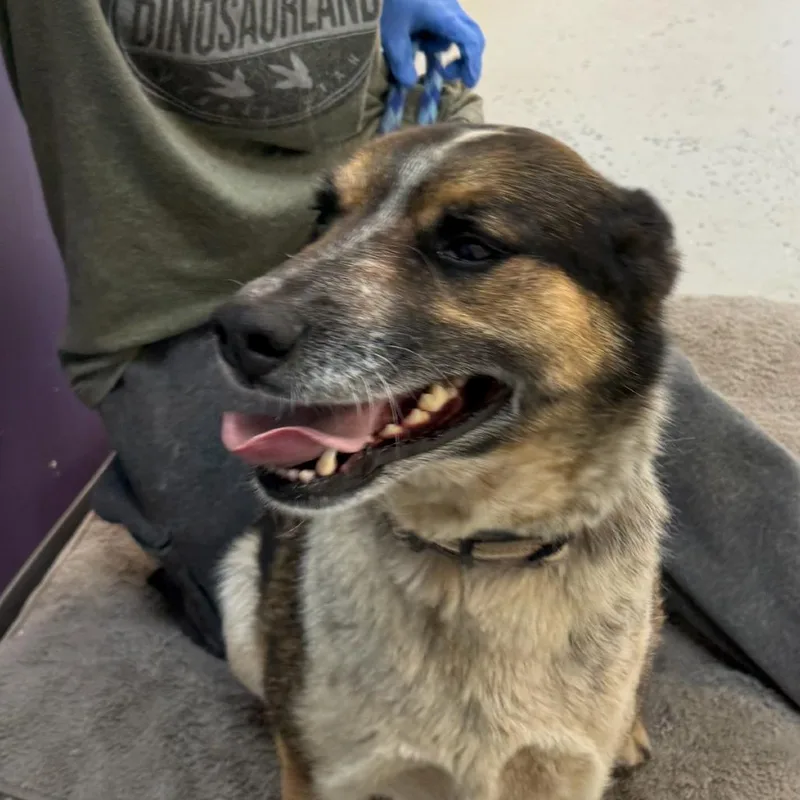 A young medium-sized male Brown / Chocolate Mixed Breed dog named Clover for adoption in Park City, UT