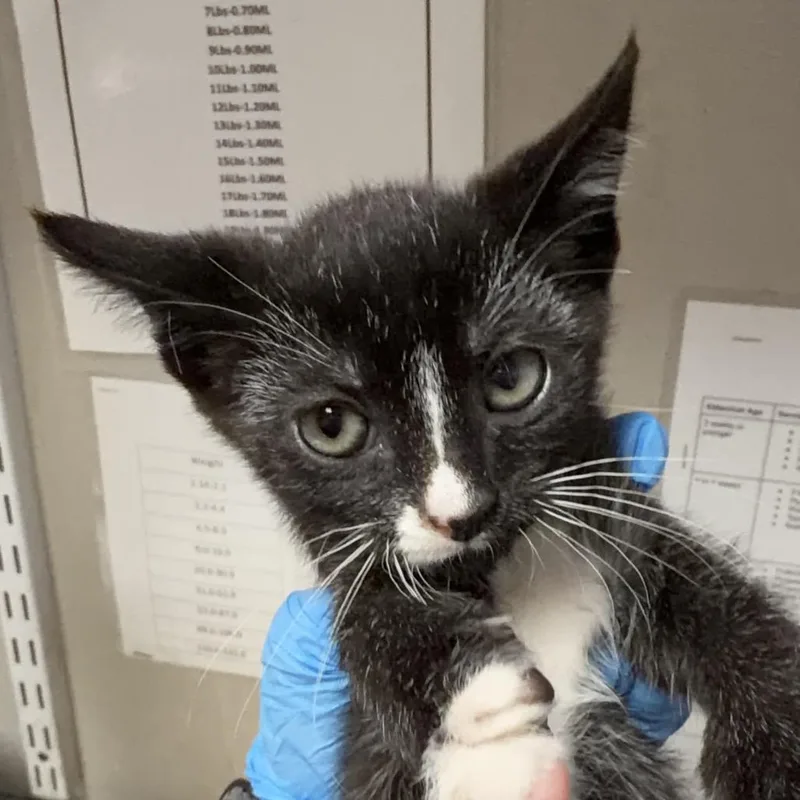 A baby small-sized female Black Domestic Short Hair cat named CocoBetty for adoption in Yuma, AZ