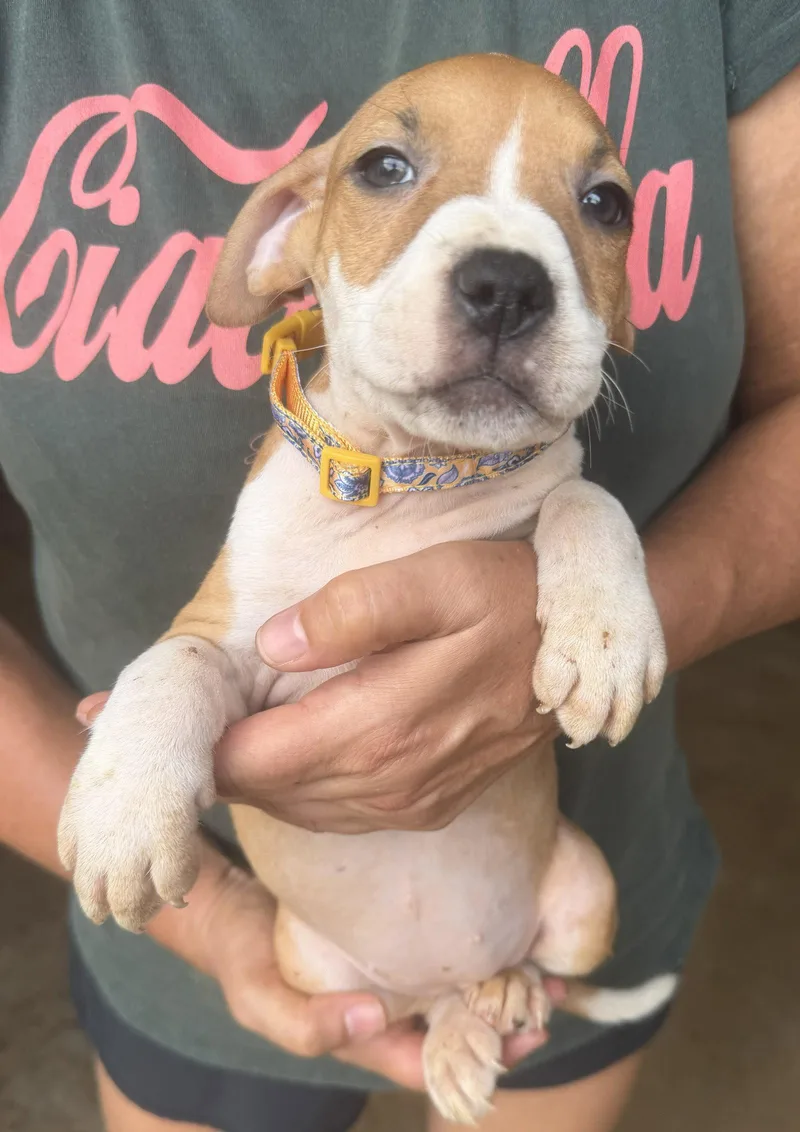 A baby medium-sized female Mixed Breed dog named Swayze for adoption in Jackson, MS