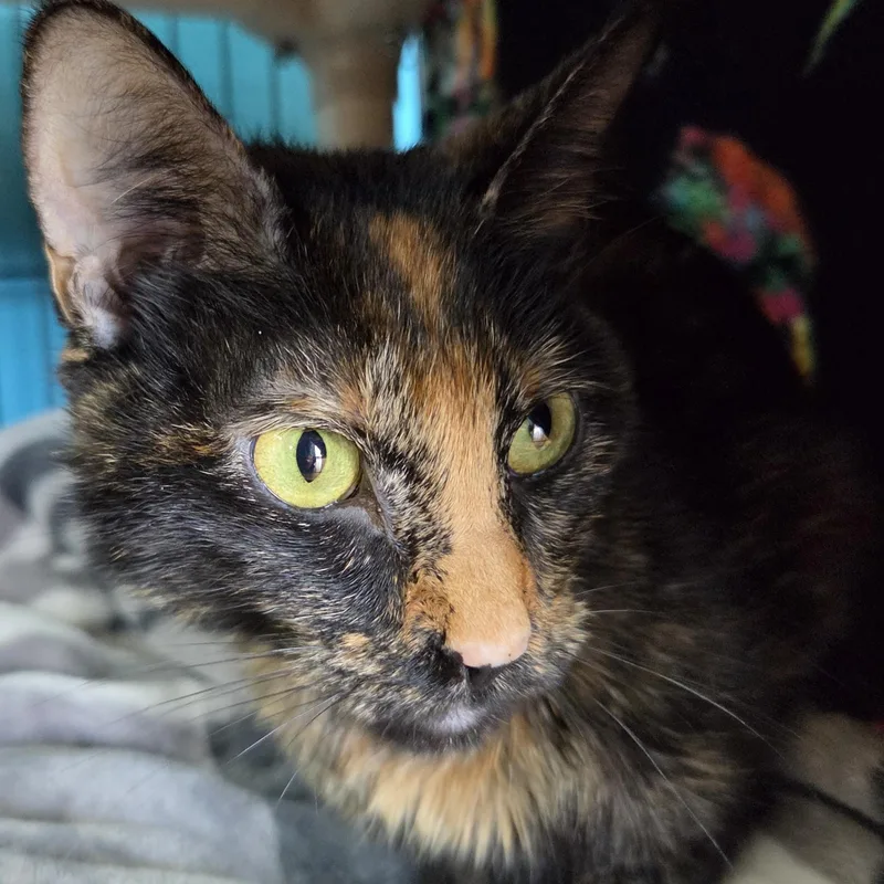 An adult small-sized female Tortoiseshell Domestic Short Hair cat named Jojo for adoption in Brookings, SD