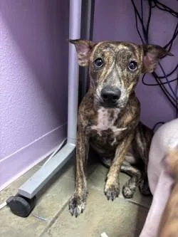 A young small-sized female Brindle Mixed Breed dog named Java for adoption in El Paso, TX