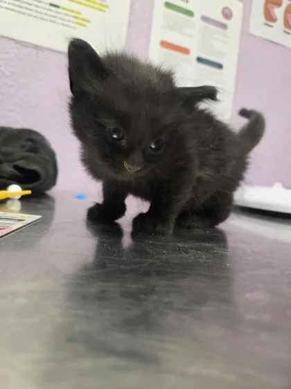 A baby small-sized male Black Domestic Short Hair cat named 60895701 for adoption in El Paso, TX