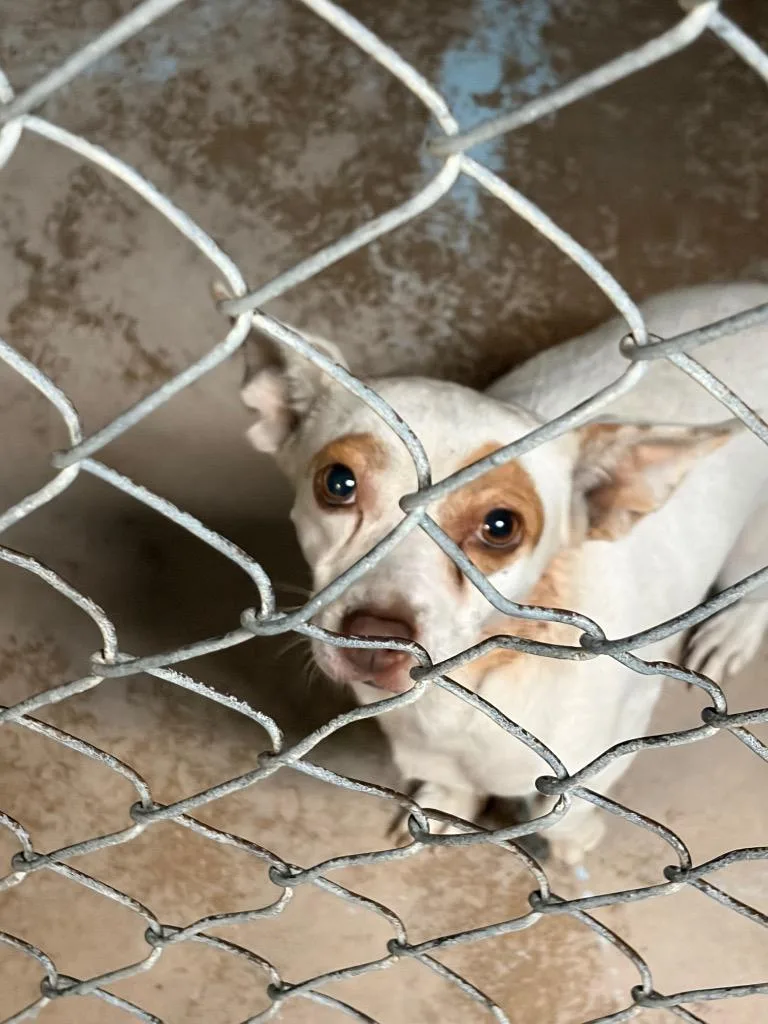 An adult small-sized female Chihuahua dog named Mocha for adoption in Ada, OK