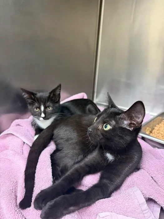A baby medium-sized female Domestic Short Hair cat named Logan and Stone for adoption in Amherst, VA