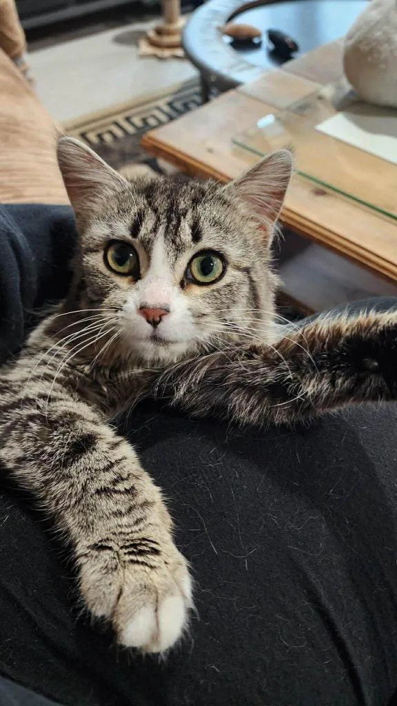 A young medium-sized female Domestic Short Hair cat named Rosie for adoption in Cloquet, MN