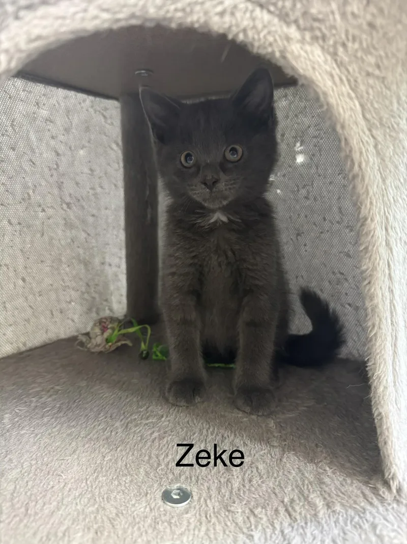 A baby medium-sized male Gray / Blue / Silver Domestic Short Hair cat named Zeke for adoption in Ulster, PA