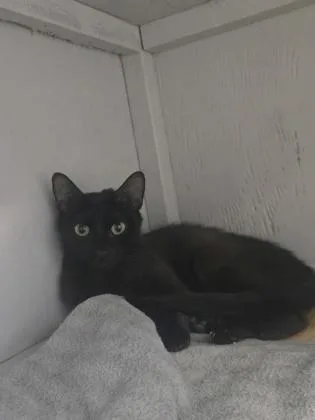 A young medium-sized female Domestic Short Hair cat named Hazelnut for adoption in Savannah, GA
