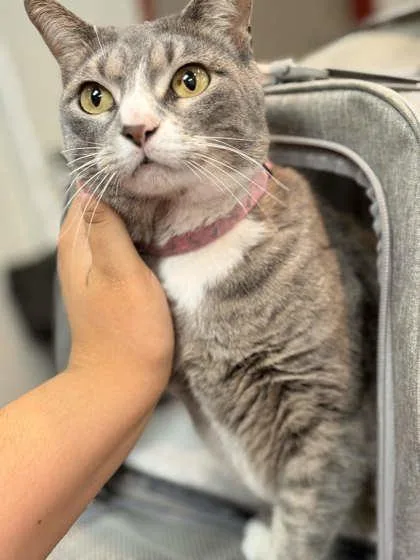 An adult large-sized female Domestic Short Hair cat named Sweetiepie for adoption in Memphis, TN