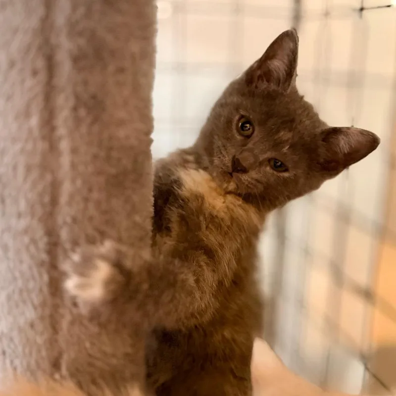 A baby small-sized female Tortoiseshell Domestic Short Hair cat named Zola for adoption in Green Bay, WI
