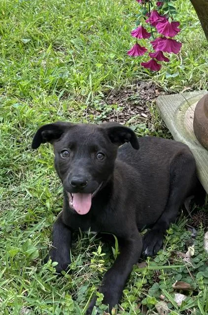 A baby medium-sized female Black Labrador Retriever dog named Rosie Petal for adoption in Watertown, CT