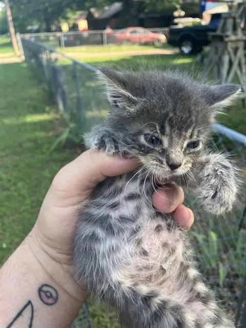 A baby medium-sized female Domestic Medium Hair cat named Alex for adoption in Dallas, TX