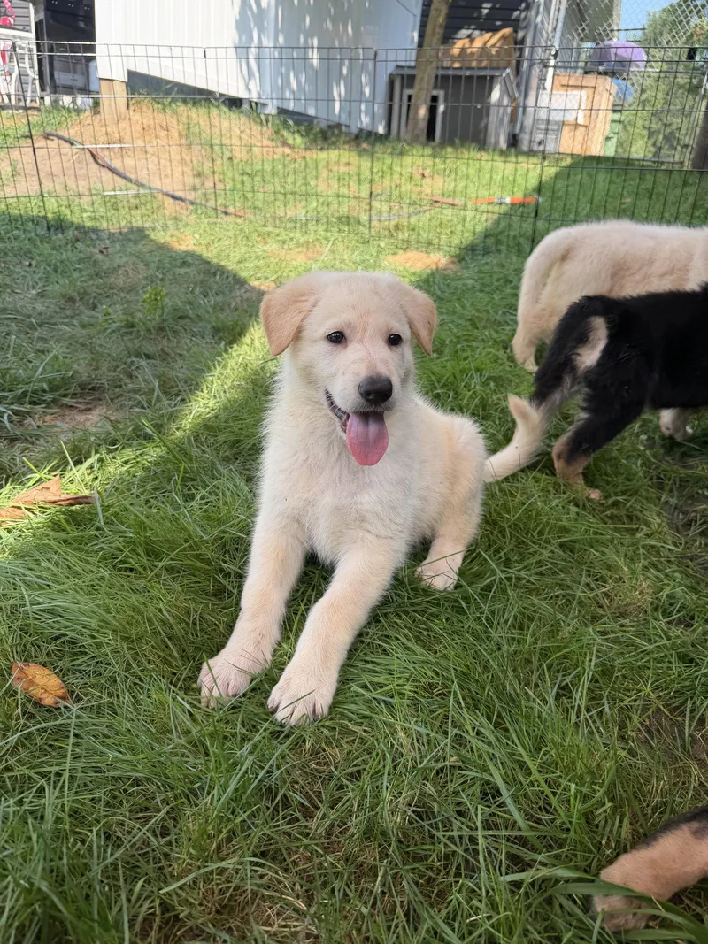 A baby large-sized male German Shepherd Dog dog named Wesson  puppy for adoption in Akron, OH