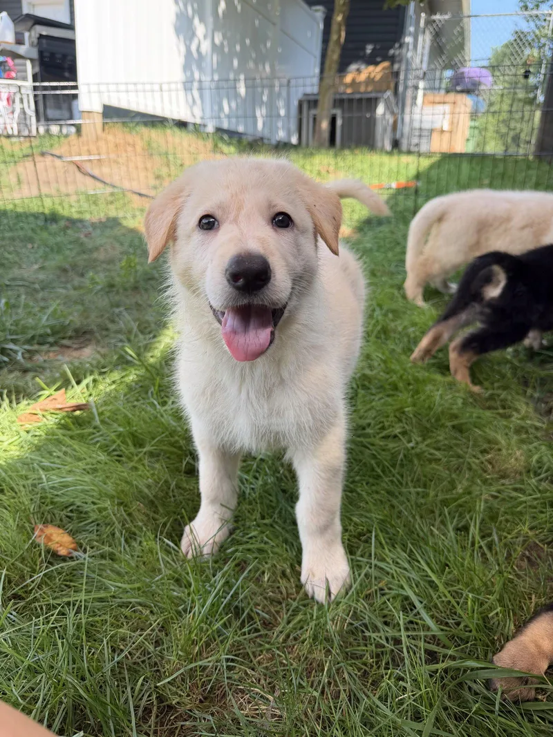 Wesson  puppy thumbnail 2