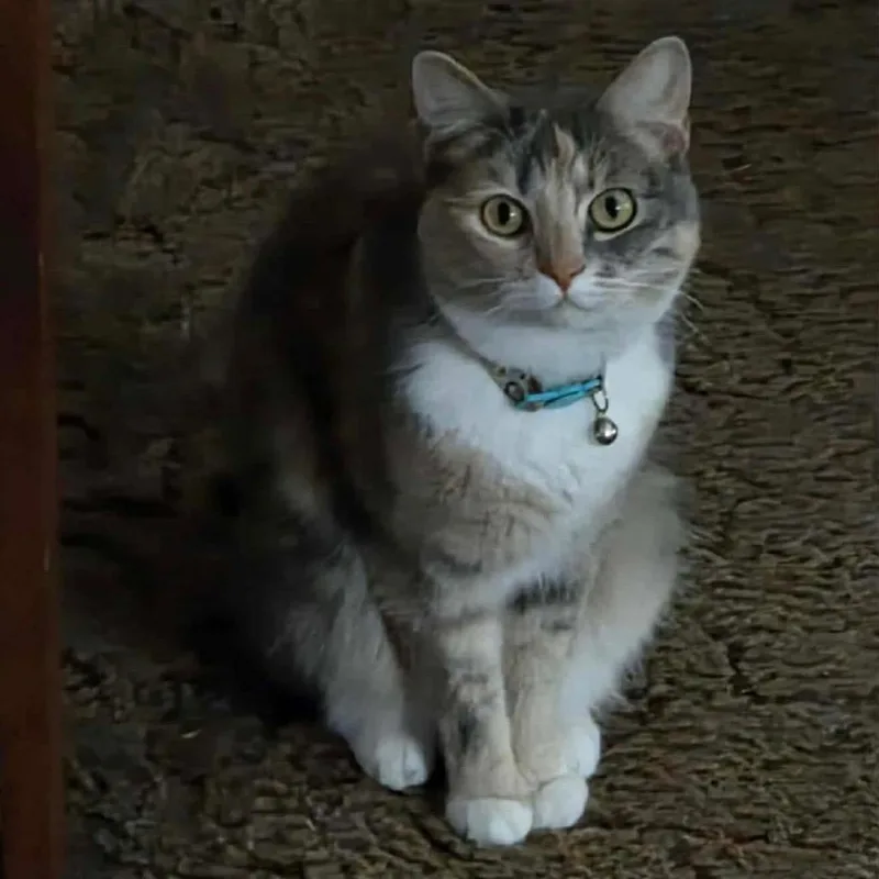 A senior small-sized female Gray / Blue / Silver Domestic Short Hair cat named Petunia for adoption in Bend, OR